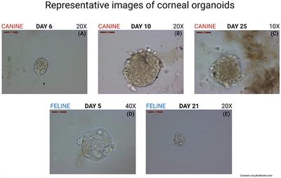 Culture and characterization of canine and feline corneal epithelial organoids: A new tool for the study and treatment of corneal diseases